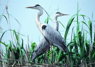 Airone cenerino (Ardea cinerea). Foto Maurizio Bonora, Mostra e Catalogo Biodiversità in Emilia-Romagna 2003