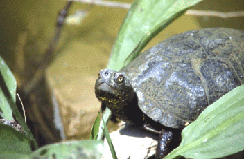 Testuggine palustre (Emys orbicularis). Foto Ivano Togni, Mostra e Catalogo Biodiversità in Emilia-Romagna 2003