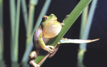 Raganella (Hyla intermedia). Foto Maurizio Bonora, Mostra e Catalogo Biodiversità in Emilia-Romagna 2003 