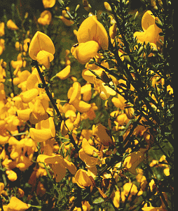 Ginestra dei Carbonai (Cytisus scoparius). Foto Maurizio Sirotti, Ecosistema - archivio Servizio Sistemi informativi geografici della Regione Emilia-Romagna