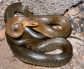 Saettone o Colubro d'Esculapio (Zamenis longissimus). Foto Guglielmo Stagni, Mostra e Catalogo Biodiversità in Emilia-Romagna 2003