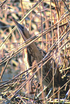 Tarabuso (Botaurus stellaris). Foto Maurizio Bonora, Mostra e Catalogo Biodiversità in Emilia-Romagna 2003