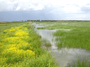 Prateria allagata con fioritura di Ranuncolo acquatico. Foto Roberto Tinarelli - Ecosistema,  archivio personale