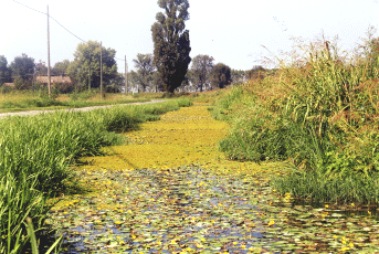 Canale con idrofite. Foto Stefano Mazzotti, Mostra e Catalogo Biodiversità in Emilia-Romagna 2003