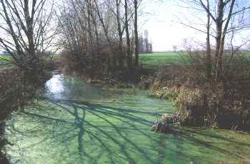 Canale con Lemna e vegetazione ripariale. Foto Luca Gilli, Mostra e Catalogo Biodiversità in Emilia-Romagna 2003