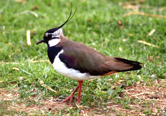 Pavoncella (Vanellus vanellus). Foto Maurizio Bonora, Mostra e Catalogo Biodiversità in Emilia-Romagna 2003