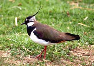 Pavoncella (Vanellus vanellus). Foto Maurizio Bonora, Mostra e Catalogo Biodiversità in Emilia-Romagna 2003