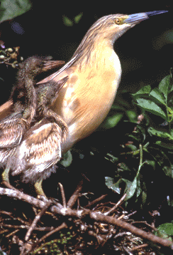 Sgarza ciuffetto (Ardeola ralloides) con pulli. Foto Maurizio Bonora, Mostra e Catalogo Biodiversità in Emilia-Romagna 2003