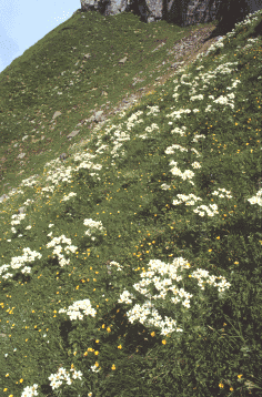 Praterie d'alta quota con Anemone narcissiflora. Foto Maurizio Sirotti, Ecosistema - archivio Servizio Sistemi informativi geografici della Regione Emilia-Romagna