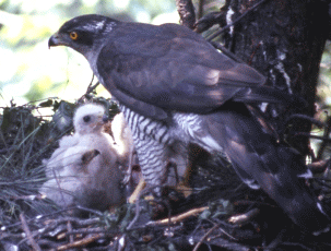 Astore (Accipiter gentilis) su nido. Foto Luca Maraldi, Mostra e Catalogo Biodiversità in Emilia-Romagna 2003