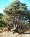 503 Pino silvestre (Pinus sylvestris). Foto Ambrosini, archivio Servizio Parchi e Risorse Forestali della Regione Emilia-Romagna