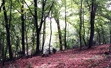 Bosco di querce e Carpino bianco. Foto archivio Riserva naturale della Frattona