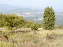 511 Prateria con ginepro (Juniperus communis). Foto Elena Ferrari, archivio Parco Storico Monte Sole