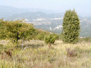 Prateria con ginepro. Foto Elena Ferrari, archivio Parco Storico Monte Sole