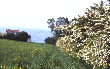 Margine con siepe di biancospino. Foto Ivano Togni, Mostra e Catalogo Biodiversità in Emilia-Romagna 2003   