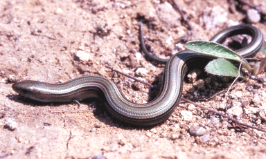 Luscengola (Chalcides chalcides). Foto Guglielmo Stagni, Mostra e Catalogo Biodiversità in Emilia-Romagna 2003