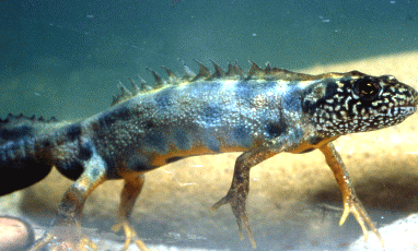 Tritone crestato (Triturus carnifex). Foto Alessandro Gulminelli, Mostra e Catalogo Biodiversità in Emilia-Romagna 2003