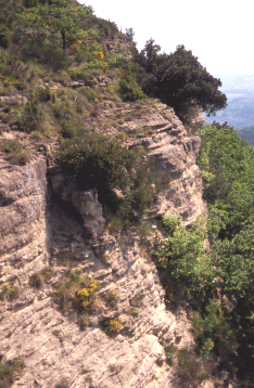 Lecci in habitat rupestre. Foto Stefano Mazzotti, Mostra e Catalogo Biodiversità in Emilia-Romagna 2003
