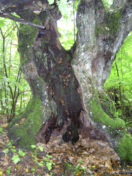 Castagno secolare. Foto Elena Ferrari, archivio Parco Storico Monte Sole