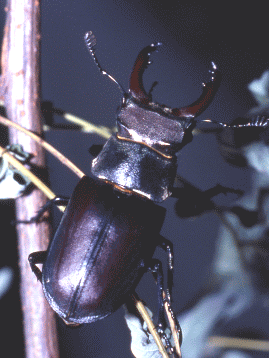 Cervo volante (Lucanus cervus). Foto Ivano Togni, Mostra e Catalogo Biodiversità in Emilia-Romagna 2003