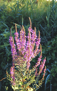 Salicaria (Lythrum salicaria), specie caratteristica dei fossi. Foto Stefano Mazzotti, Mostra e Catalogo Biodiversità in Emilia-Romagna 2003