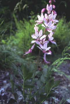 Il Dittamo (Dictamnus albus). Foto Ivano Togni, Mostra e Catalogo Biodiversità in Emilia-Romagna 2003