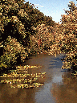 Bosco ripariale di salici e vegetazione galleggiante. Foto Stefano Mazzotti, Mostra e Catalogo Biodiversità in Emilia-Romagna 2003