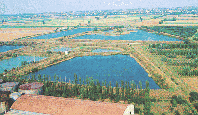 Bacini dell'ex zuccherificio di Crevalcore. Foto Roberto Tinarelli Ecosistema, archivio personale