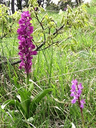 528 Aspetto dei Festuco-Brometalia con orchidee. Foto Matteo Poli, archivio personale