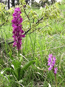 Aspetto dei Festuco-Brometalia con orchidee. Foto Matteo Poli, archivio personale