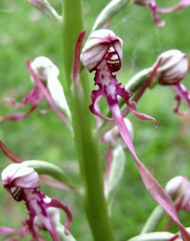 Barbone (Himantoglossum adriaticum) orchidea di interesse comunitario. Foto Matteo Poli, archivio personale