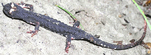 Salamandrina dagli occhiali (Salamandrina terdigitata). Foto Stefano Olivucci, archivio personale