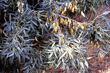 Foglie e samare di frassino meridionale (Fraxinus angustifolia). Foto Nicola Merloni, Mostra e Catalogo Biodiversità in Emilia-Romagna 2003