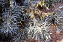 530 Foglie e samare di frassino meridionale (Fraxinus angustifolia). Foto Nicola Merloni, Mostra e Catalogo Biodiversità in Emilia-Romagna 2003
