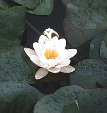 Ninfea bianca (Nimphaea alba). Foto Università di Ferrara, Mostra e Catalogo Biodiversità in Emilia-Romagna 2003