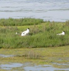 Colonia di Gabbiano comune nidificante nella Salina di Comacchio. Foto Roberto Tinarelli Ecosistema, archivio personale