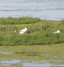 Colonia di Gabbiano comune nidificante nella Salina di Comacchio. Foto Roberto Tinarelli Ecosistema, archivio personale