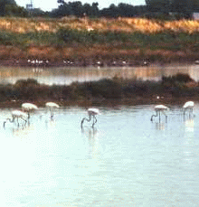 Fenicotteri nella salina di Comacchio. Foto Stefano Mazzotti, Mostra e Catalogo Biodiversità in Emilia-Romagna 2003