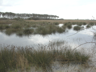 Zona palustre salmastra (Scirpetalia). Foto Roberto Tinarelli Ecosistema, archivio personale