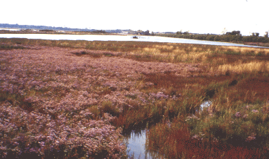 Astro marino e Salicornia veneta. Foto Nicola Merloni, Mostra e Catalogo Biodiversità in Emilia-Romagna 2003