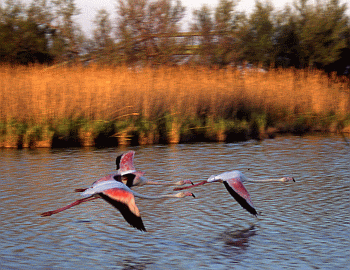 Fenicotteri in volo. Foto Maurizio Bonora, Mostra e Catalogo Biodiversità in Emilia-Romagna 2003