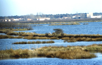 Valle Bertuzzi. Foto Maurizio Bonora, Mostra e Catalogo Biodiversità in Emilia-Romagna 2003