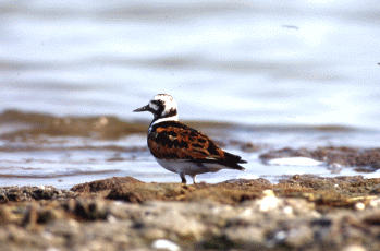 Voltapietre (Arenaria interpres). Foto Maurizio Bonora, Mostra e Catalogo Biodiversità in Emilia-Romagna 2003