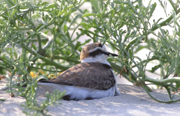 Fratino (Charadrius alexandrinus). Foto Maurizio Bonora, Mostra e Catalogo Biodiversità in Emilia-Romagna 2003