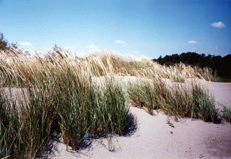 Sparto pungente su duna. Foto Filippo Piccoli, Mostra e Catalogo Biodiversità in Emilia-Romagna 2003