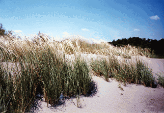 607 Sparto pungente (Ammophila arenaria) su duna. Foto Filippo Piccoli, Mostra e Catalogo Biodiversità in Emilia-Romagna 2003