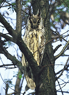 Gufo comune (Asio otus). Foto Roberto Tinarelli Ecosistema, archivio personale