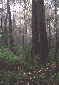 Bosco di Sant'Agostino o Panfilia. Foto Maurizio Bonora, Mostra e Catalogo Biodiversità in Emilia-Romagna 2003