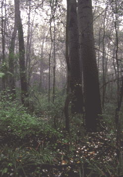 Bosco di Sant'Agostino o Panfilia. Foto Maurizio Bonora, Mostra e Catalogo Biodiversità in Emilia-Romagna 2003