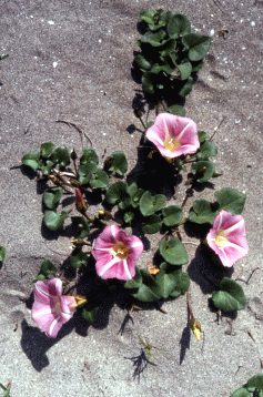 Convolvolo delle spiagge. Foto Università di Ferrara, Mostra e Catalogo Biodiversità in Emilia-Romagna 2003